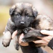Femelle fauve charbonnée collier vert