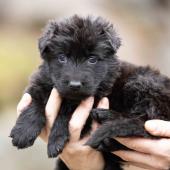 Femelle noire collier bleu