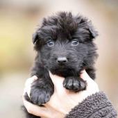 Femelle noire collier bleu