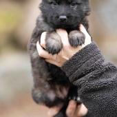 Femelle fauve charbonnée collier jaune 