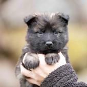 Femelle fauve charbonnée collier jaune 