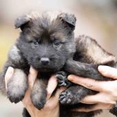 Femelle fauve charbonnée collier jaune 