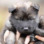 Femelle fauve charbonnée collier jaune 