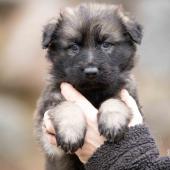 Femelle fauve charbonnée collier vert