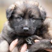 Femelle fauve charbonnée collier vert