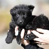 Femelle noire collier bleu