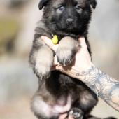 Femelle fauve charbonnée collier vert