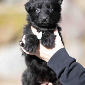 Femelle noire collier bleu