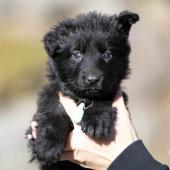 Femelle noire collier bleu