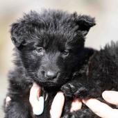 Femelle noire collier bleu