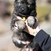 Femelle fauve charbonnée collier jaune