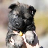 Femelle fauve charbonnée collier jaune