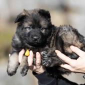 Femelle fauve charbonnée collier jaune