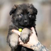 Femelle fauve charbonnée collier vert