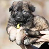 Femelle fauve charbonnée collier vert