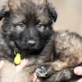 Femelle fauve charbonnée collier vert