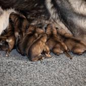 Toute la portée avec maman
