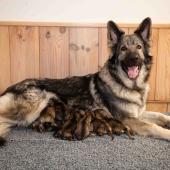 Toute la portée avec maman