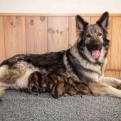 Toute la portée avec maman