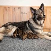 Toute la portée avec maman