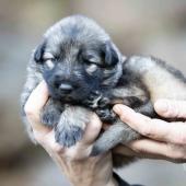 Femelle collier jaune 