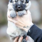 Mâle collier orange 