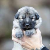 Mâle collier orange 