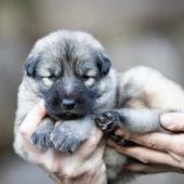Mâle collier orange 