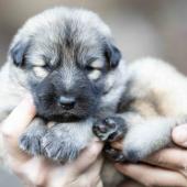 Mâle collier orange 