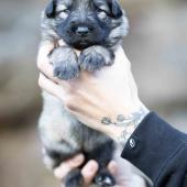 Femelle collier jaune 