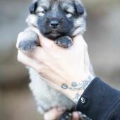 Femelle collier rouge 