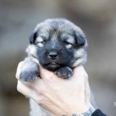 Femelle collier rouge 