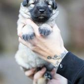 Femelle collier violet