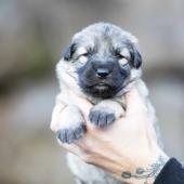 Femelle collier violet