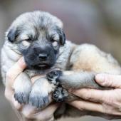 Femelle collier violet