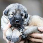 Femelle collier violet