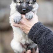 Mâle collier orange 