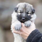 Mâle collier orange 