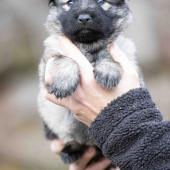 Femelle collier jaune 