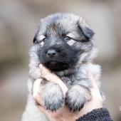 Femelle collier jaune 