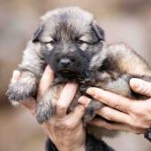 Femelle collier jaune 