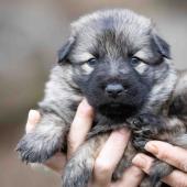 Femelle collier jaune 