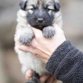 Femelle collier rouge