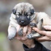 Femelle collier rouge
