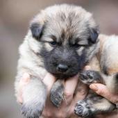 Femelle collier rouge