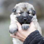 Femelle collier violet