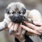 Femelle collier violet