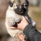 Mâle collier orange