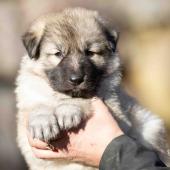 Mâle collier orange