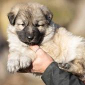 Mâle collier orange